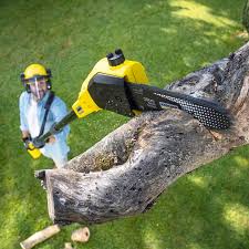 How Our Tree Care Process Works  in Ivanhoe, CA